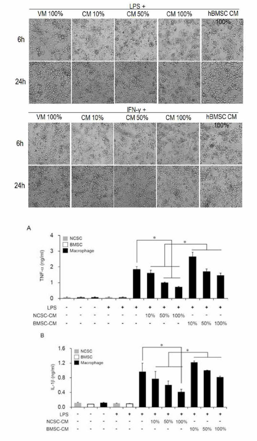 THP-1 세포 기 반 NCSC의 TNF-a 및 IL-lb 분비 억제능 평가를 통한 항염증 생리활성도 평가