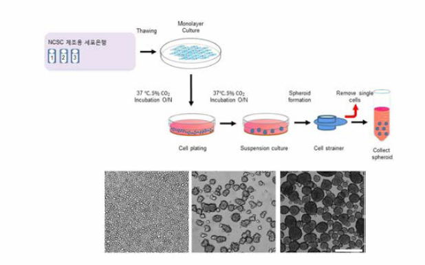 세포부착 방지 배양용기에 파종하여 세포 간 결합을 유도하여 미세구 제조