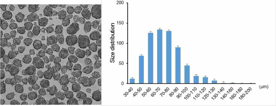 임상용 NCSC 미세구의 크기 분포