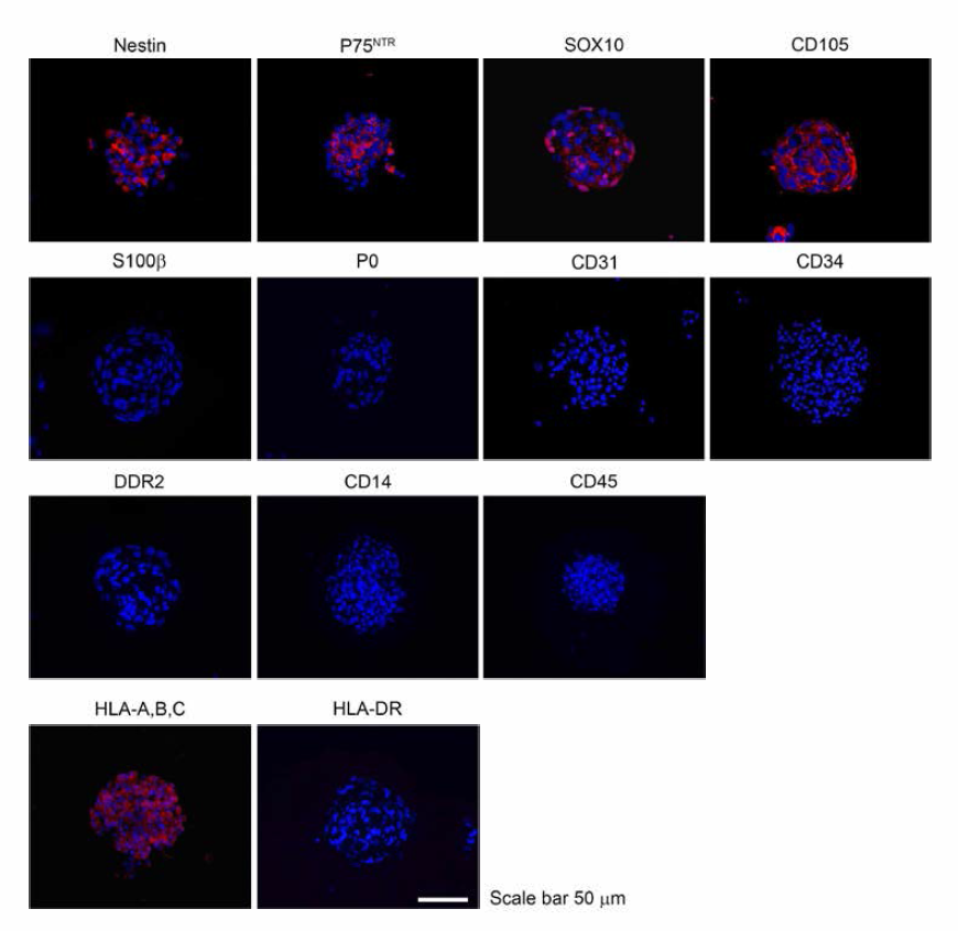 임상시험용 NCSC 미세구의 성상 및 면역표현 특성