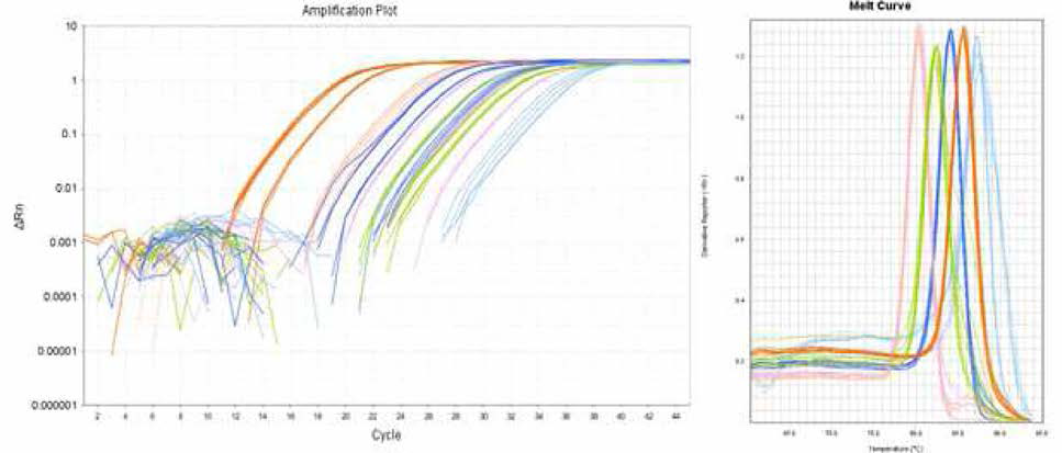 임상시험용 NCSC 미세구 시제품의 신경활성인자 inRNA 발현(real time qPCR amplification kinetic curve(좌) 및 melting curve(우))