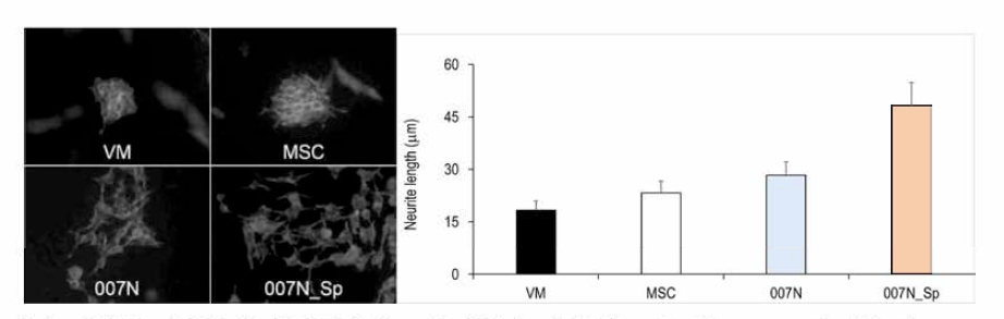 임상 시험용 시제품의 신경줄기세포 축삭돌기 성장 유도 능력. 007N, 의약품 원료; 007N-Sp, PICR-CG-007N-200713-01