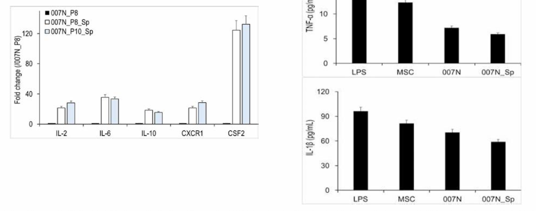 임상 시험용 시제품의 신경줄기세포의 항염증 mRNA 발현 특성(좌) 및 RAW 세포의 염증성 사이토카인 억제 능력. 〇〇7N, 의약품 원료; 007N-Sp, PICR-CG-007N-200713-01
