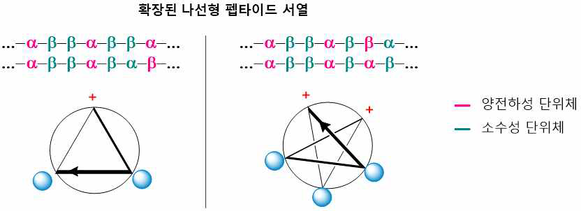 확장 펩타이드 나선 형태에 따른 amphiphatic AMP 설계
