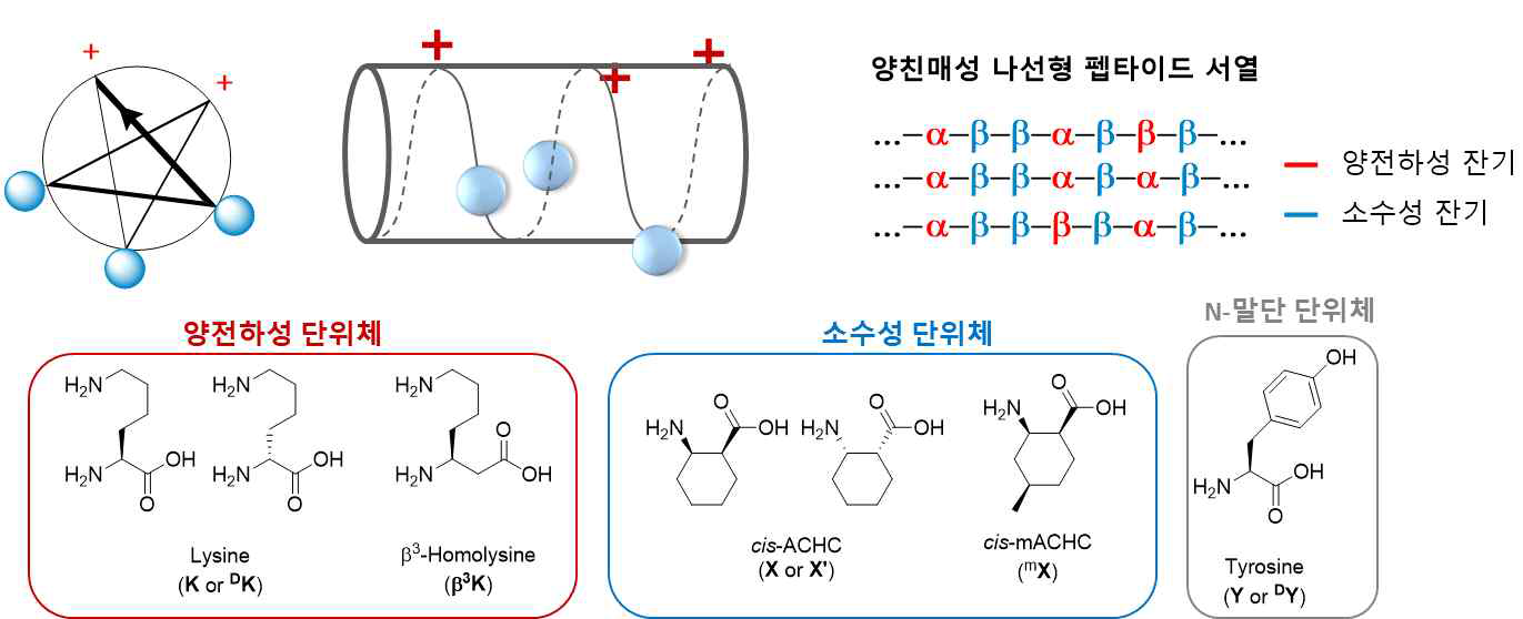 비천연 나선형 골격 기반 양친매성 항진균 펩타이드 설계