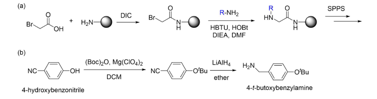 (a) 펩토이드 잔기 도입 방법, (b) 4-t-butoxybenzylamine 합성 방법
