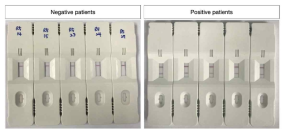 27 kDa 항원 단백질을 이용한 신속항체진단키트 시작품 성능 검증 결과