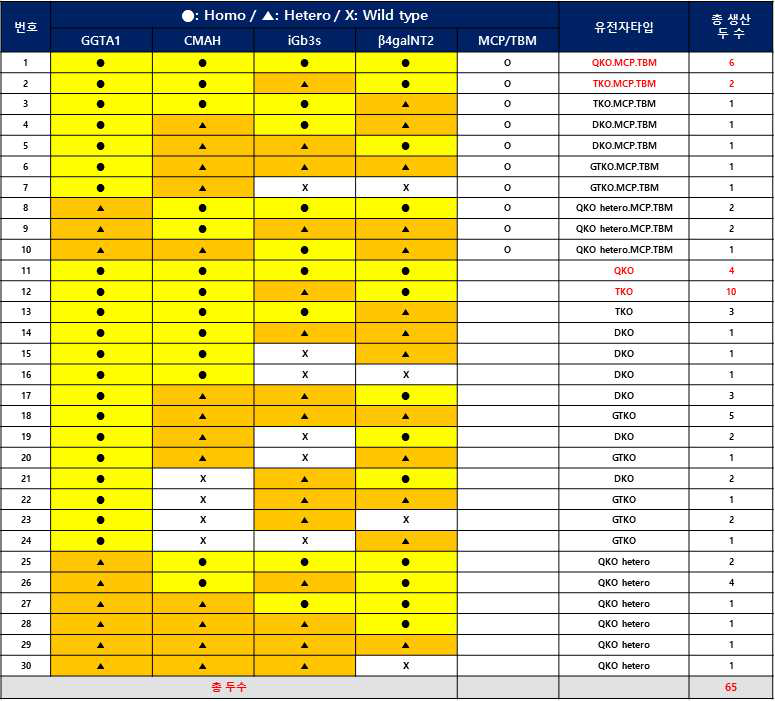 신규 확보된 다중 형질전환돼지의 세부 유전자 타입 분석표