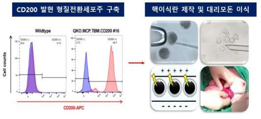 체세포 복제에 이용된 CD200 발현 형질전환세포주에서의 단백질 발현 (좌)와 핵이식란 제작 및 대리모돈 이식수술 모식도 (우)