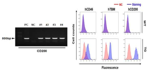 DNA와 단백질 수준에서의 CD200 발현 분석