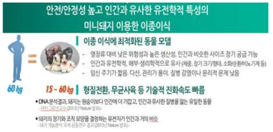 이종장기 이식용 미니 돼지의 필요성