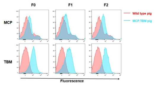 다중형질전환돼지 후대 세대 별 MCP.TBM 발현 유지 검증