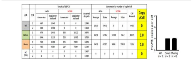 Digital PCR 분석을 이용한 MCP.TBM 유전자 삽입 copy 수 정량분석