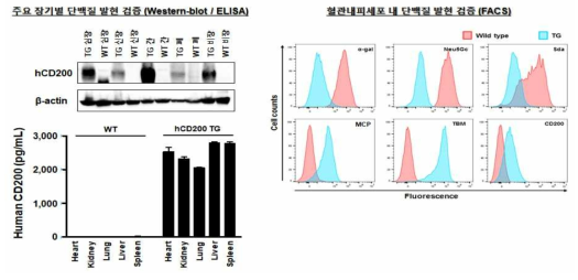 QKO.MCP.TBM.CD200 다중형질전환돼지 조직 및 세포 내 단백질 발현