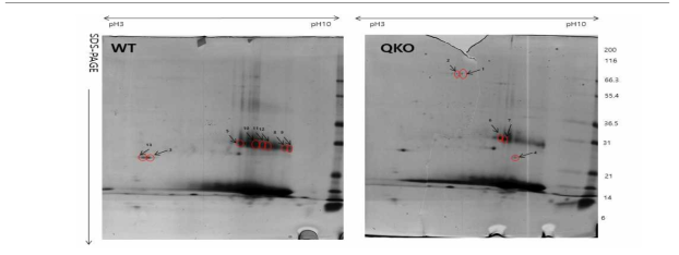 WT과 QKO 적혈구 단백질 2DE 분석 이미지