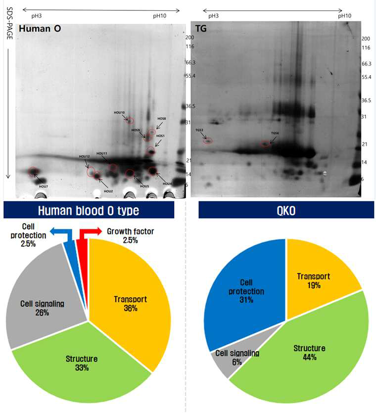 인간 혈액형 O타입과 QKO 형질전환돼지 적혈구 profiling