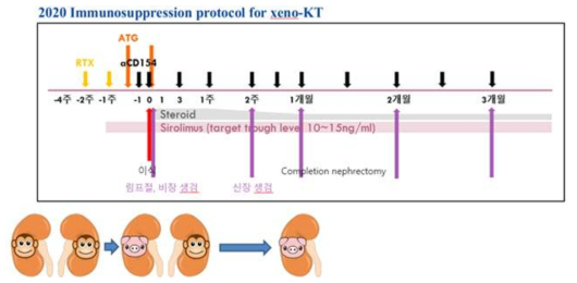 이종신장이식을 위한 면역억제제 투약 프로토콜 모식도