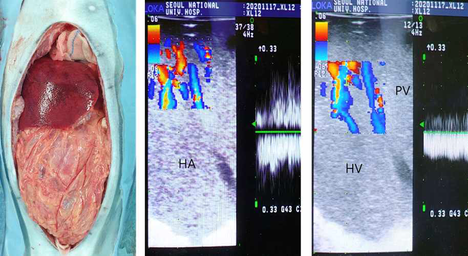 형질전환돼지의 간이식을 받은 5번 개체의 육안소견 및 초음파 소견