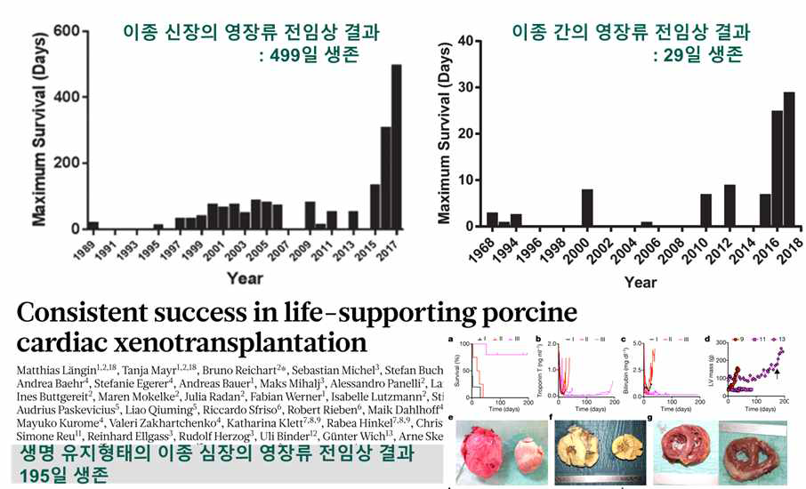 이종장기 이식의 영장류 전임상 결과 최고 성적