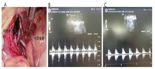 XV-13 이종 혈관이식 수술 사진 및 수술 후 도플러 초음파사진