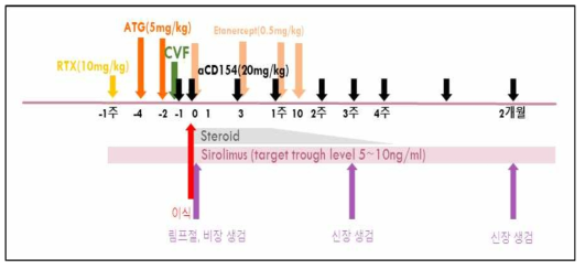 Conventional anti-CD154 기반의 이종 신장이식 면역억제 regimen