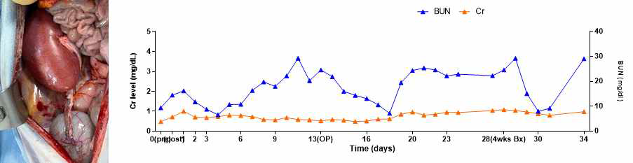 XK-40 개체의 수술 직후 사진과 수술 후 혈중 Cr, BUN level 그래프