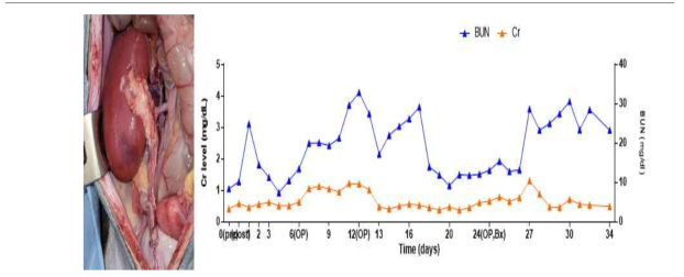 XK-41 개체의 수술 직후 사진과 수술 후 혈중 Cr, BUN level