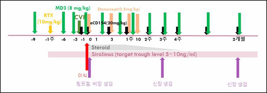 ICAM 억제제 (MD3) 를 이용한 이종 신장이식 면역억제 regimen