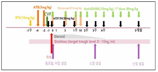 anti OX40L를 이용한 이종 신장이식 면역억제 regimen