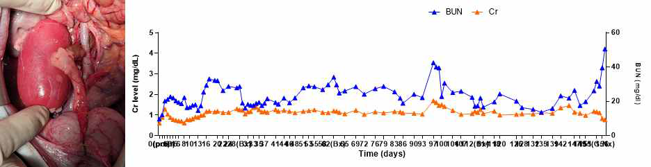 XK-31 개체의 수술 직후 사진과 수술 후 혈중 Cr, BUN level 그래프