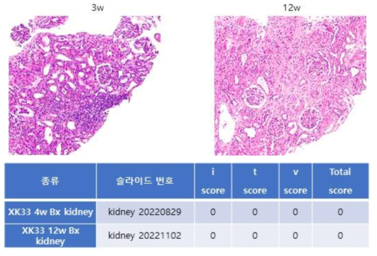 XK-33 개체의 이식신 조직 검사 결과 4주차와 12주차 모두 염증세포 침윤이 확실하게 나타나지 않았으나 12주차에는 interstitium 의 edema가 심해지는 양상을 보여줌