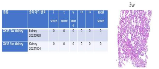 XK-35 개체 의 3주차 및 실험종료시 (5주차) 의 조직검사 결과 모두 염증세포 침윤 소견은 보이지 않는 것을 확인하였음