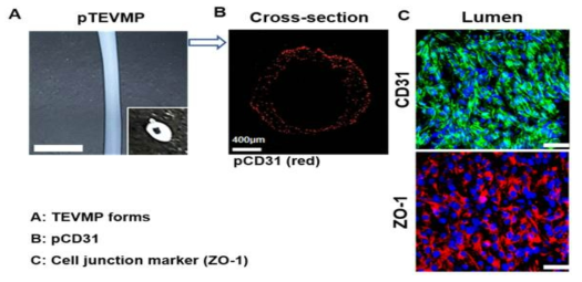 pTEVMP 구조 단면도와 조직면역형광염색