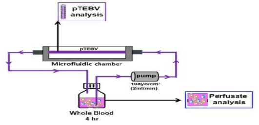 pTEVMP에 인간전혈관류를 진행하여 이종면역반응을 확인하기 위한 실험 모식도