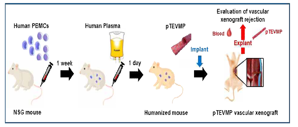 인간 마우스 모델 제작 및 돼지 바이오인조혈관 (pTEVMP)을 이용한 이종이식의 모식도