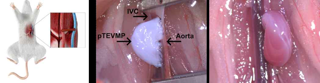 pTEVMP를 이용한 이종혈관이식 마우스 모델