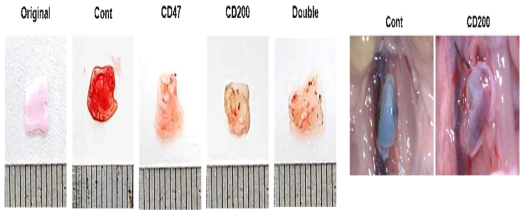 pTEVMP 이식편에서 porcine endothelial cells (pEC)의 생존 분석