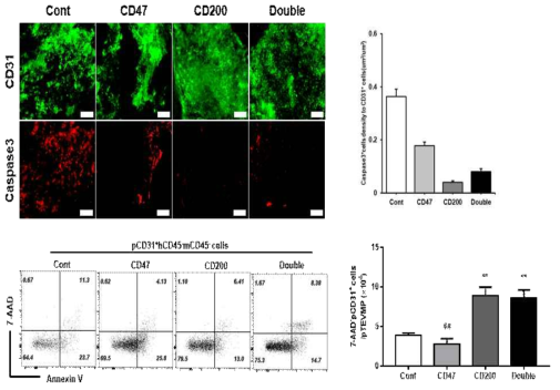 형광현미경을 이용한 pCD31 과 Caspase-3 분석 / FACs 분석 결과