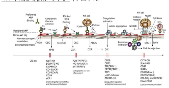 초급성/급성 거부반응과 응고장애를 극복하기 위한 다양한 유전자변형 형질전환돼지