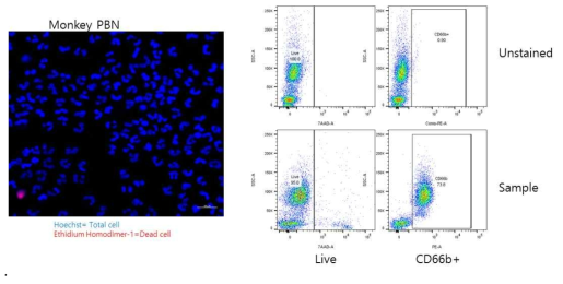 원숭이의 말초혈액에서 분리된 호중구의 purity 분석