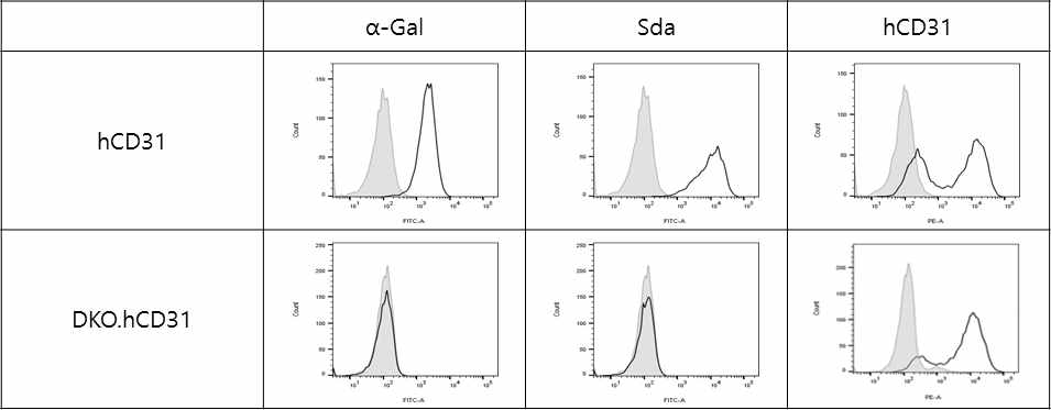 제작된 세포주에서 hCD31 분자의 발현 여부 확인