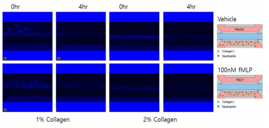 Mimetas chip을 이용한 chemotaxis assay 가능 여부 분석