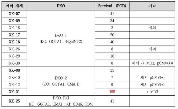 DKO 공여돼지 신장이식 개체