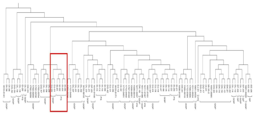 개체 94두의 pured SNPs를 이용한 Phylogenic tree 분석 결과