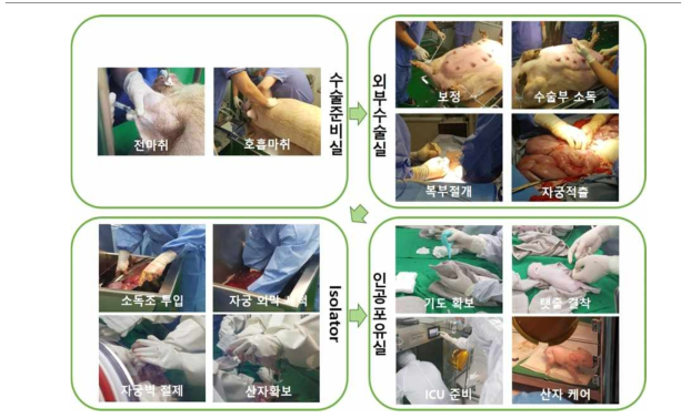 DPF 시설 대리모용으로 사육될 산자의 반입을 위한 C-sec 진행 과정