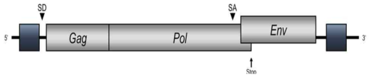 PERV DNA의 유전체 구성