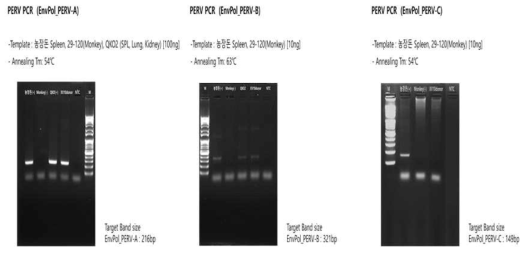 PERV A, B, C 세 가지 타입의 Env 일부 서열 검출 결과