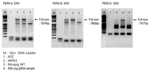 PERV A, B, C 세 가지 타입의 Env 전체 서열 검출 결과