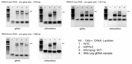 DNA, RNA 수준에서 PERV 검출 결과