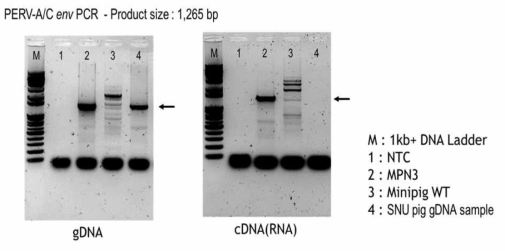 PERV A/C 재조합 형태의 Proviral DNA 존재 여부와 그에 따른 RNA 전사체 양상 결과